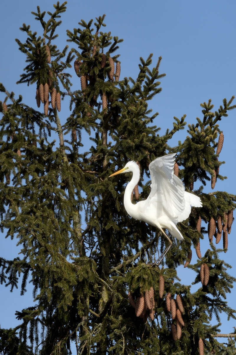 Silberreiher 03