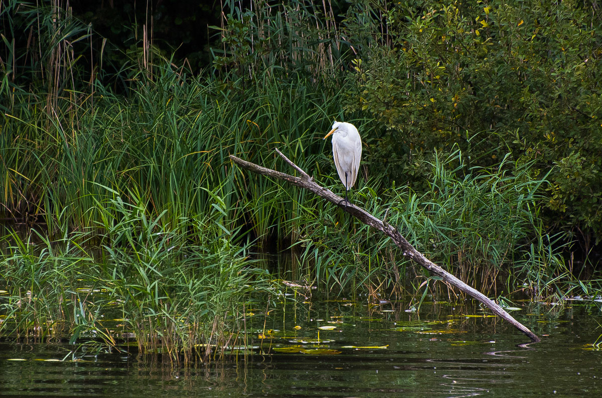 Silberreiher (1 von 1).jpg