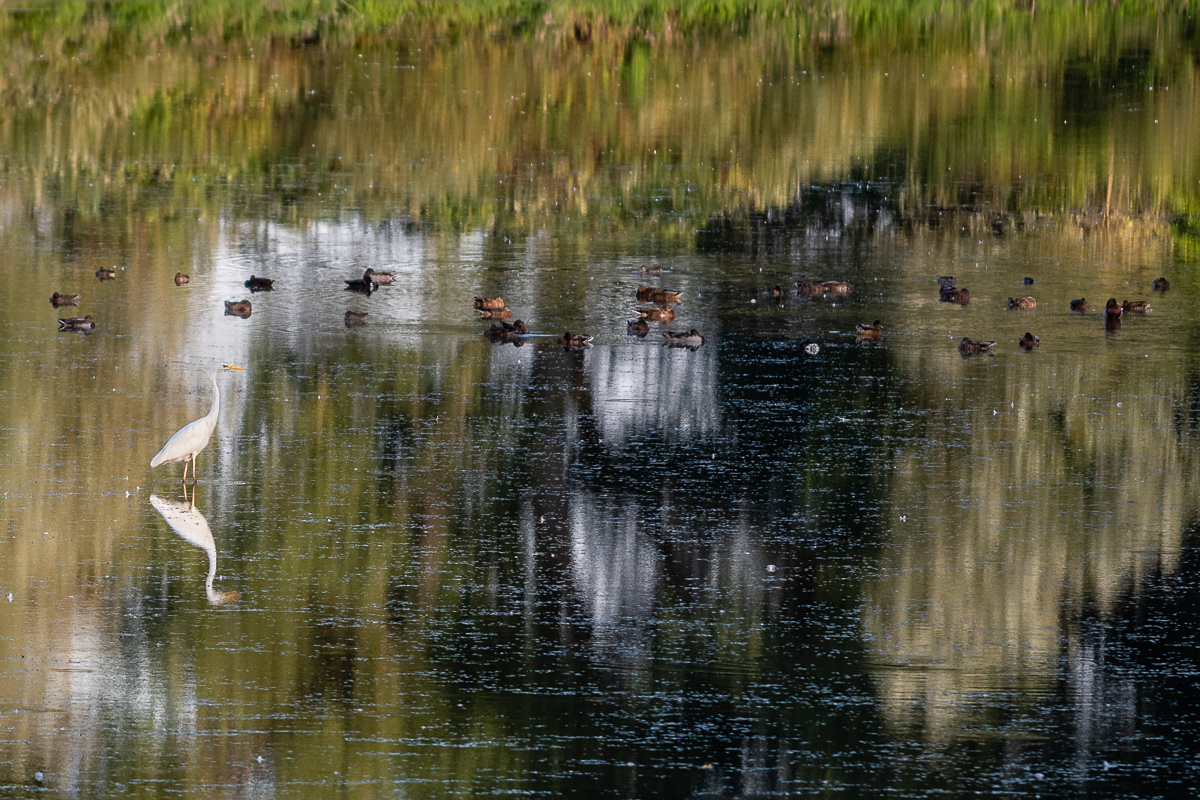 Silberreiher
