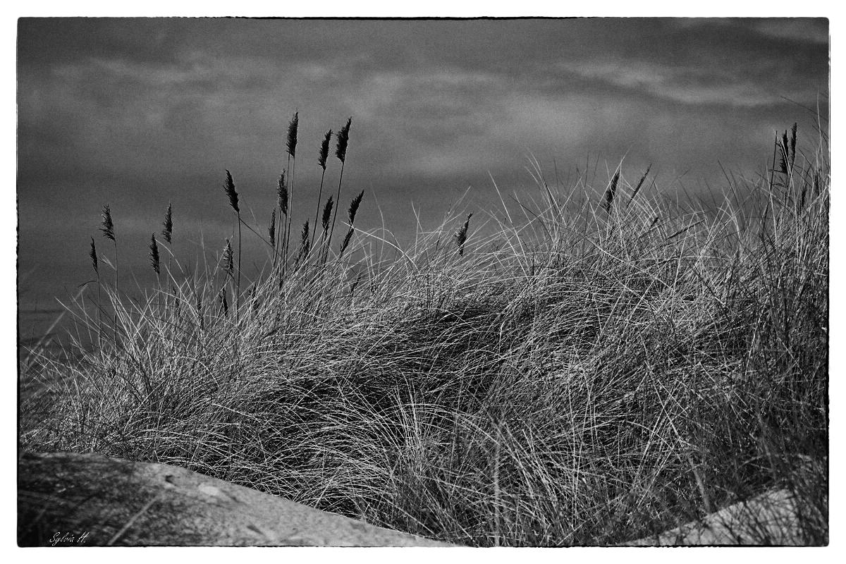 Silver Efex Pro 2