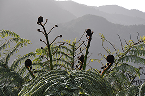 Silver fern - Far North