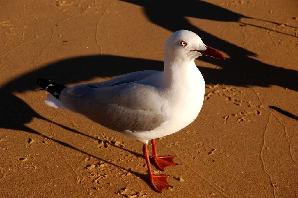 Silver Gull, Watsons Bay, Sydney
