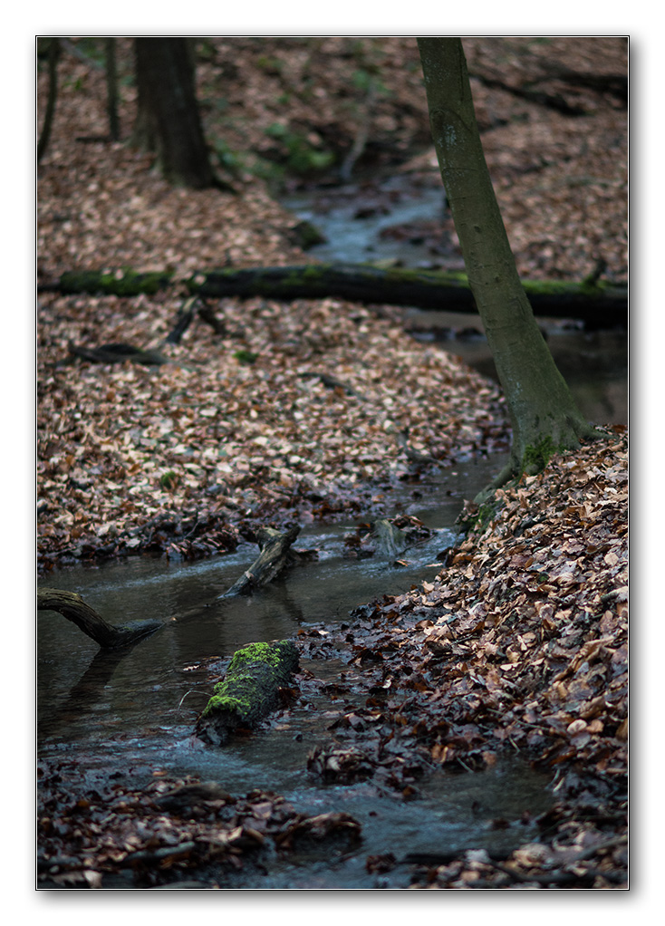 silvesterwald
