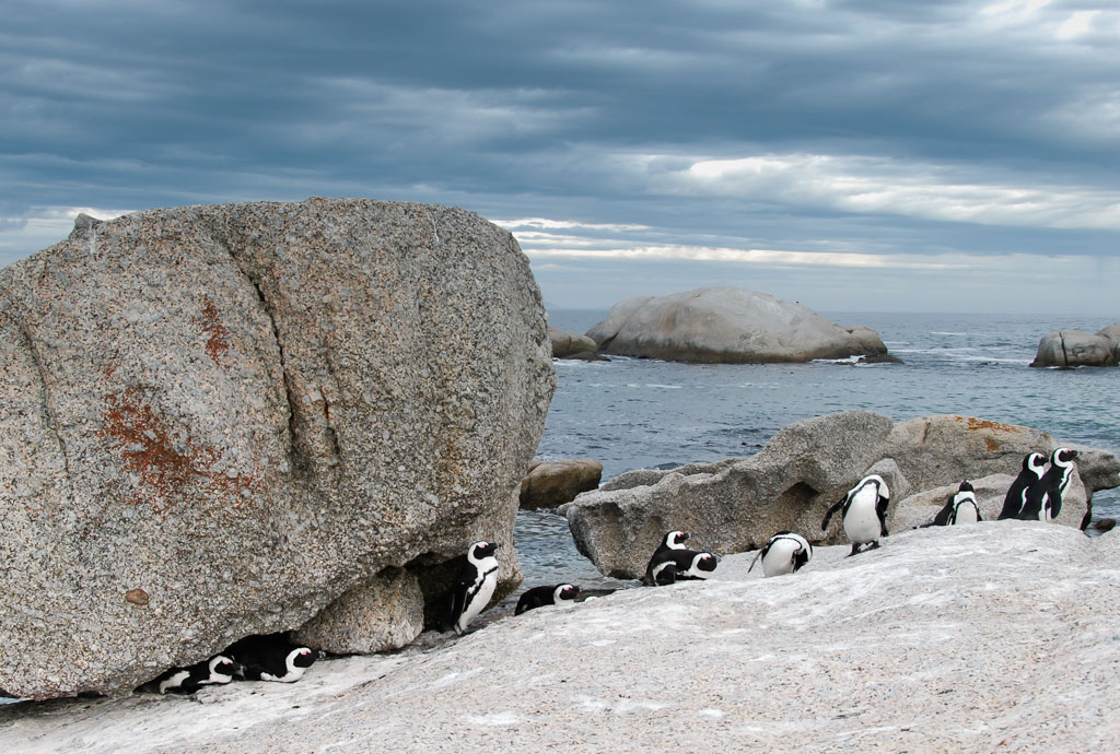 simonstown pinguin 1