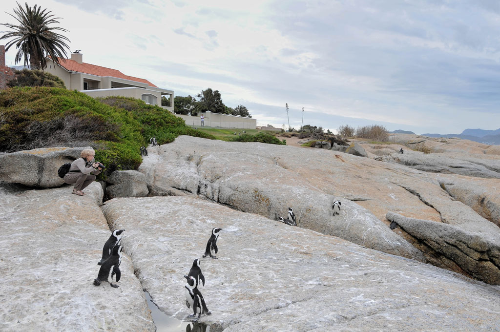 simonstown pinguin 7