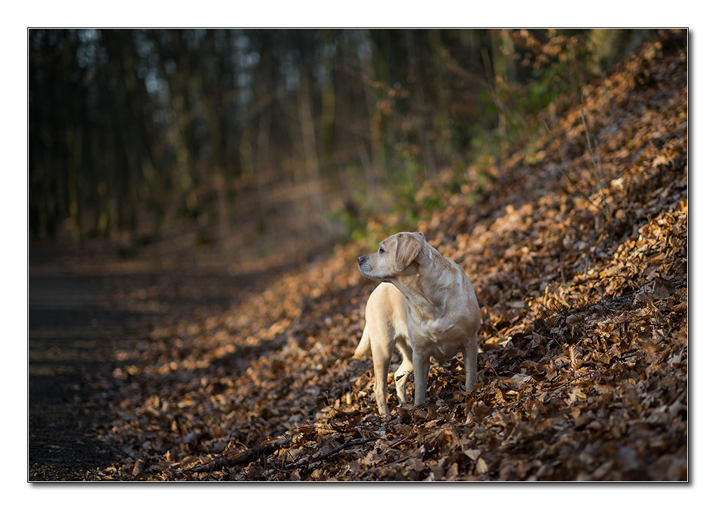 sina bei sonne