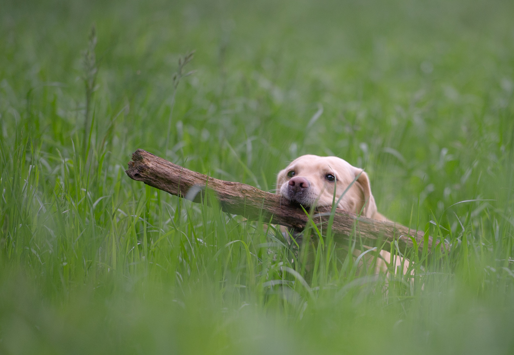 sina im gras