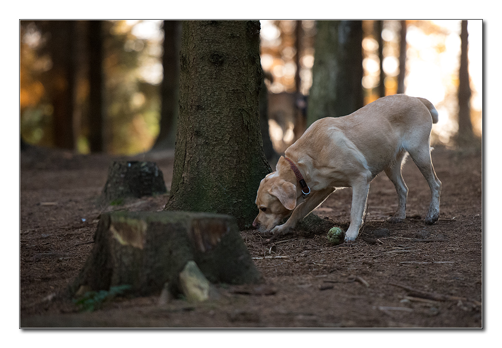 sina im wald2