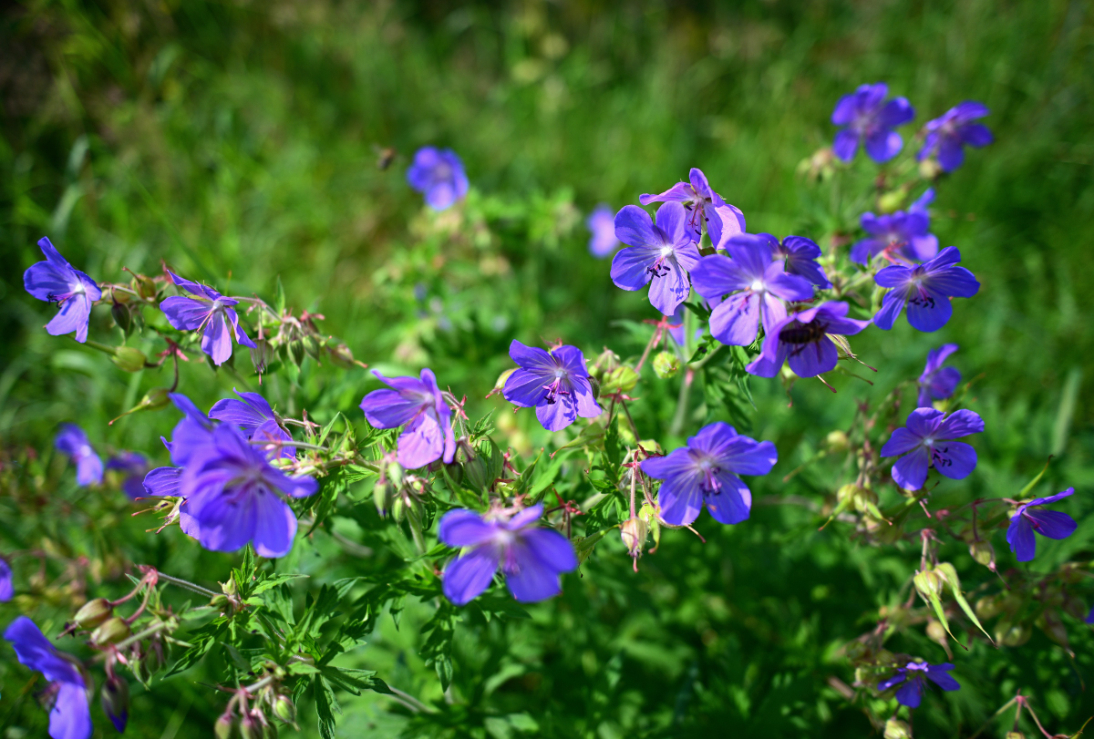 SKE_0488.JPG