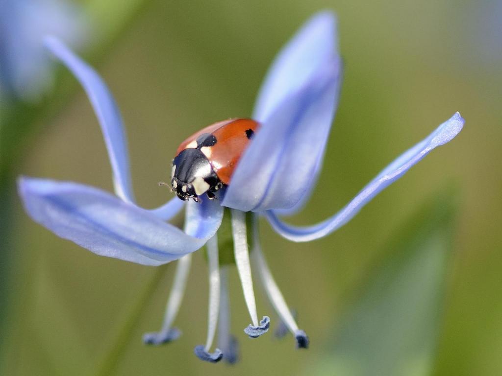 Skillablüte mit Marienköfer