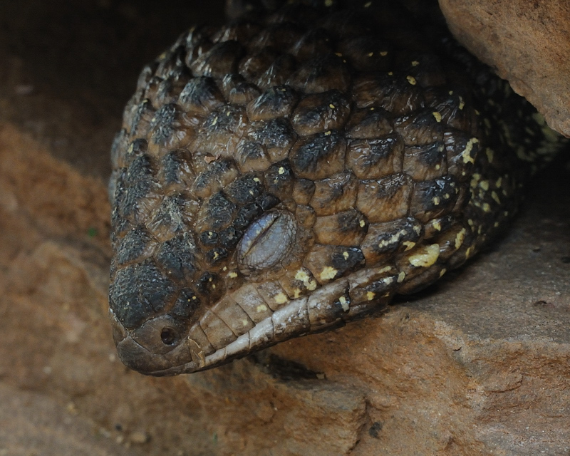 Skink