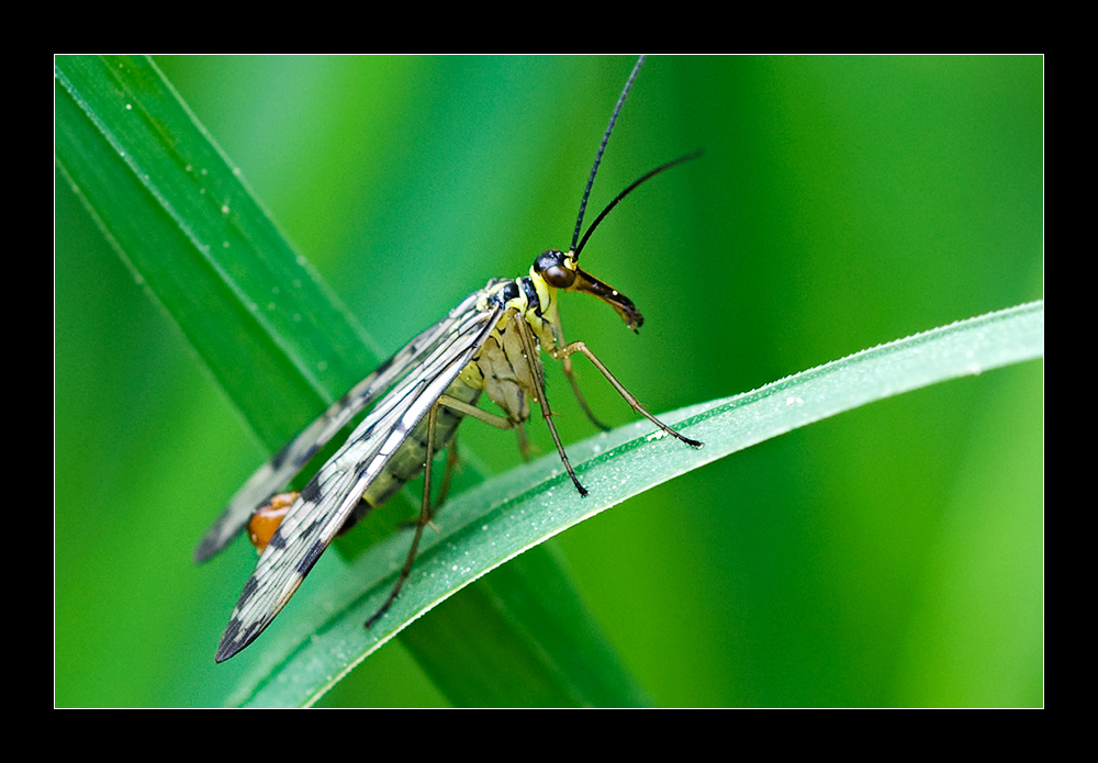 Skorpionsfliege