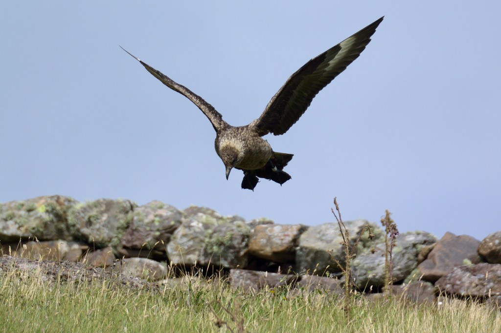 skua 2