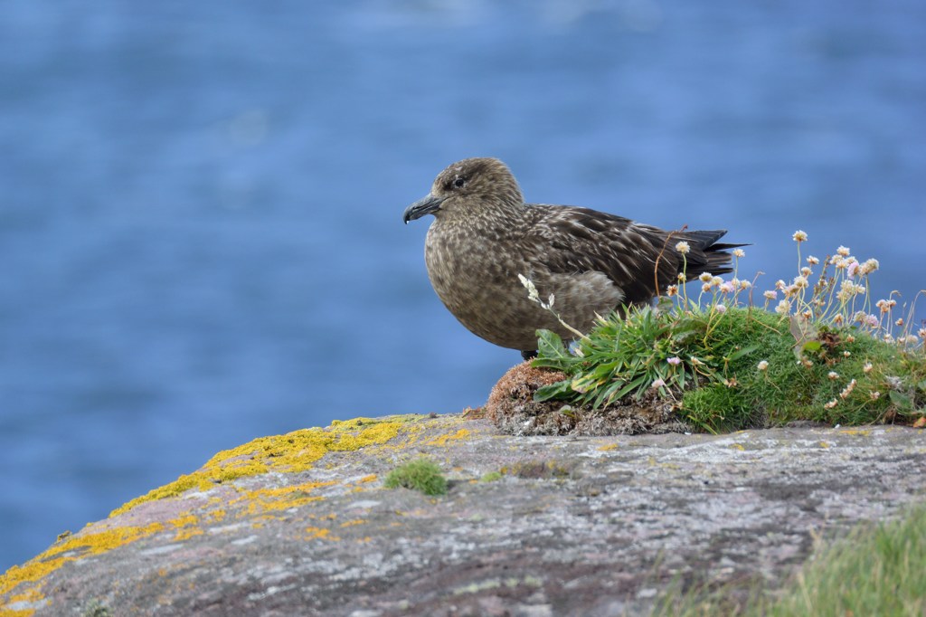 skua 3