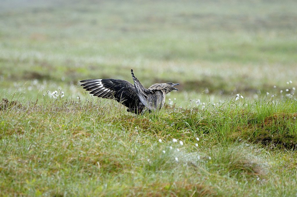Skua - Insel Runde - Nikkor AF 80-400 VR