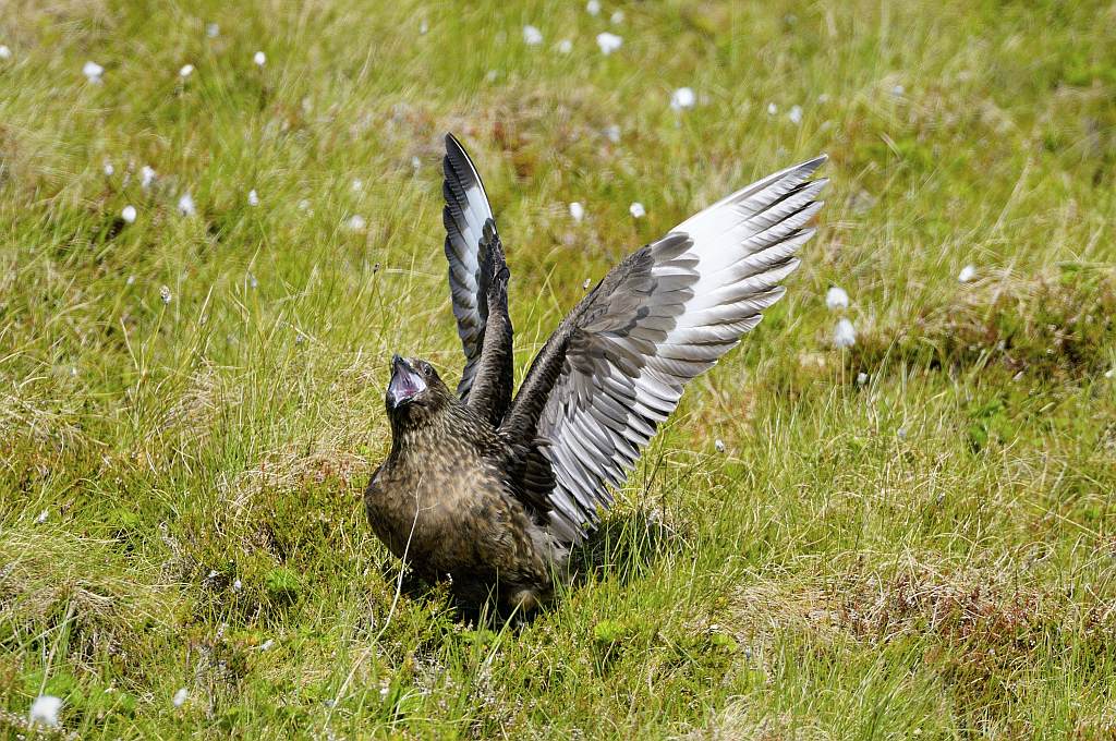 Skua - Insel Runde - Nikkor AF-I 500-4