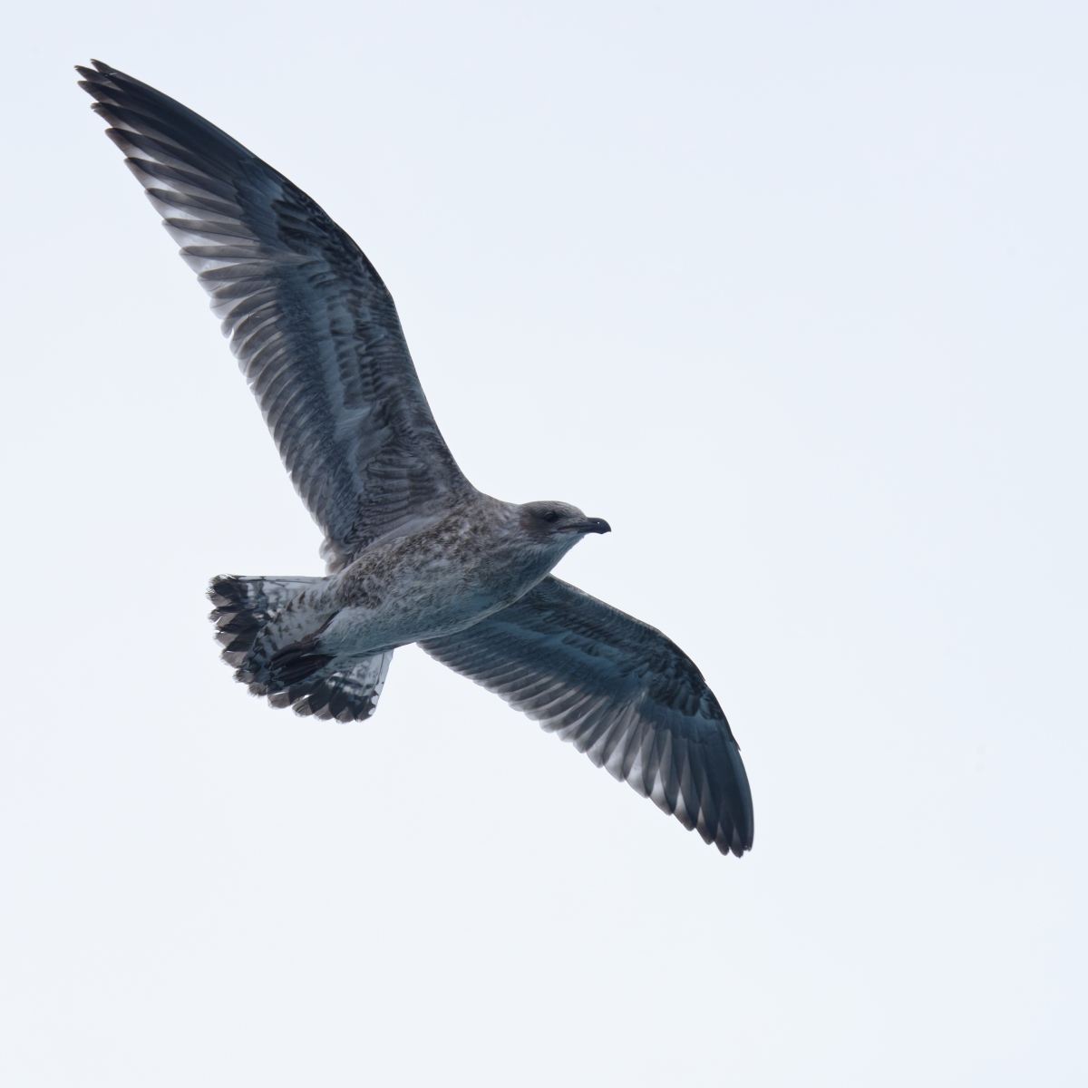 Skua Jungvogel.jpg