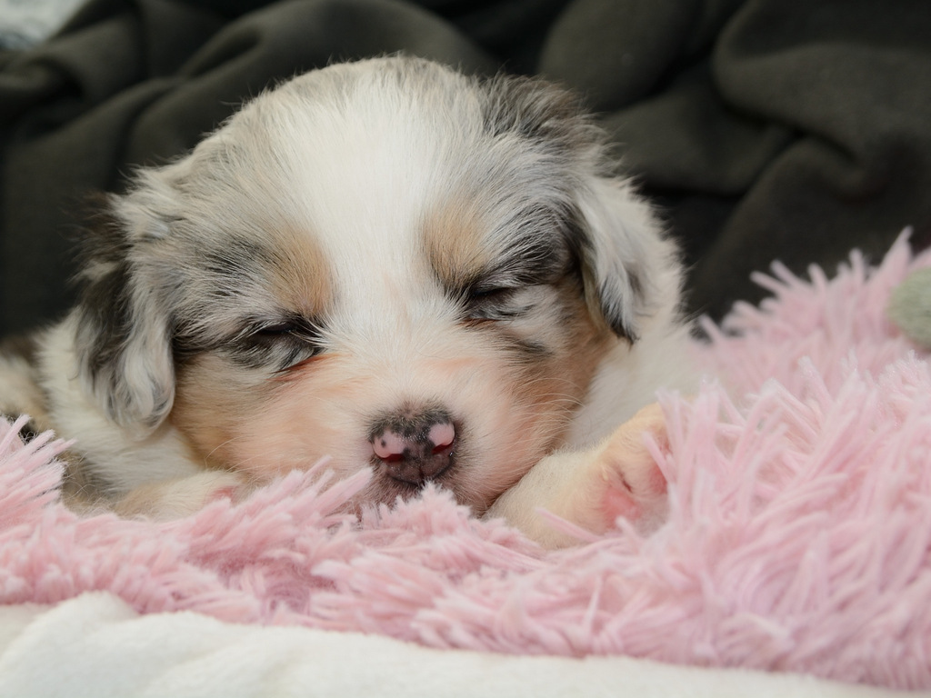 Skyfalls Puppies 32