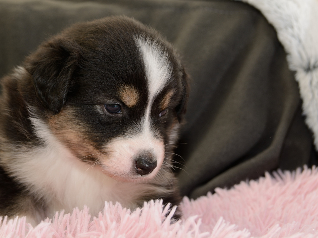 Skyfalls Puppies_25.jpg