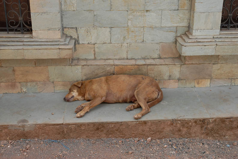 Sleeping dog in Panaji (Goa)