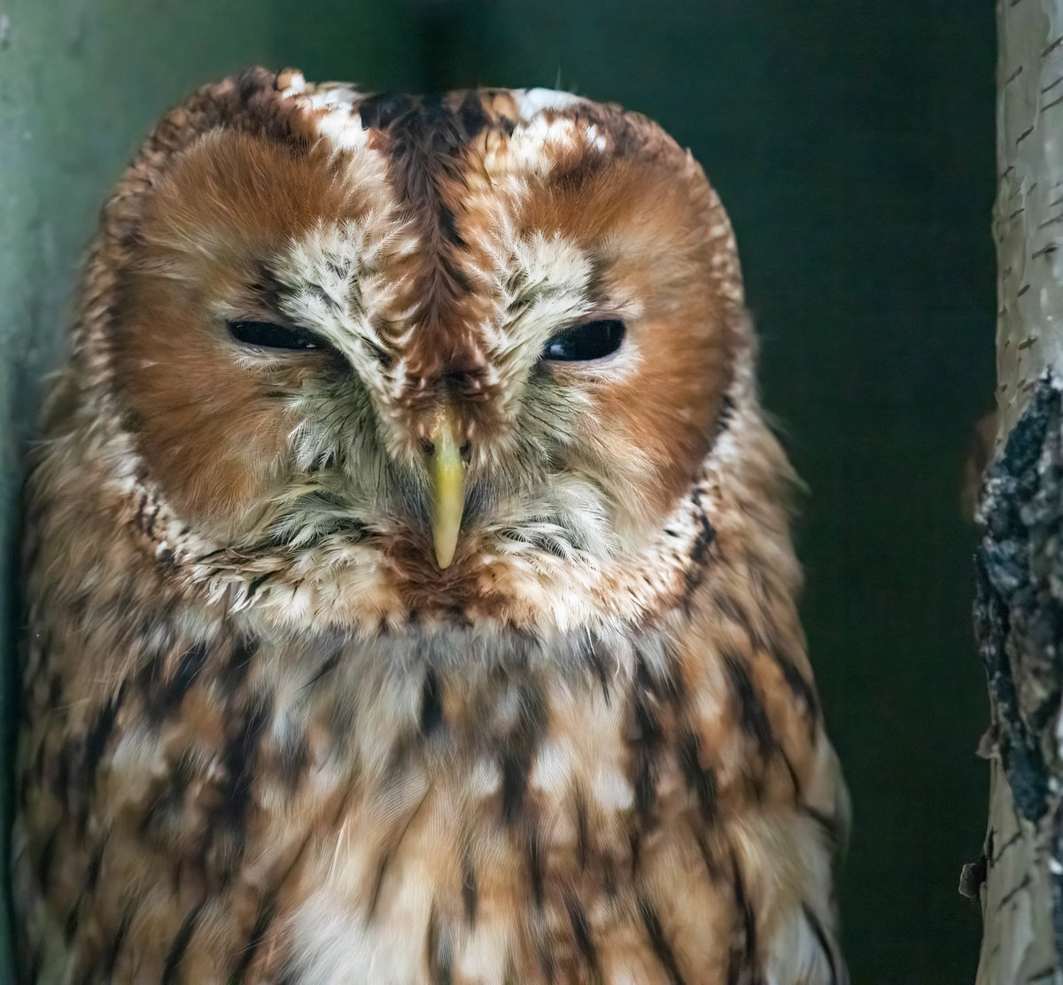 Sleepy Owl.jpg