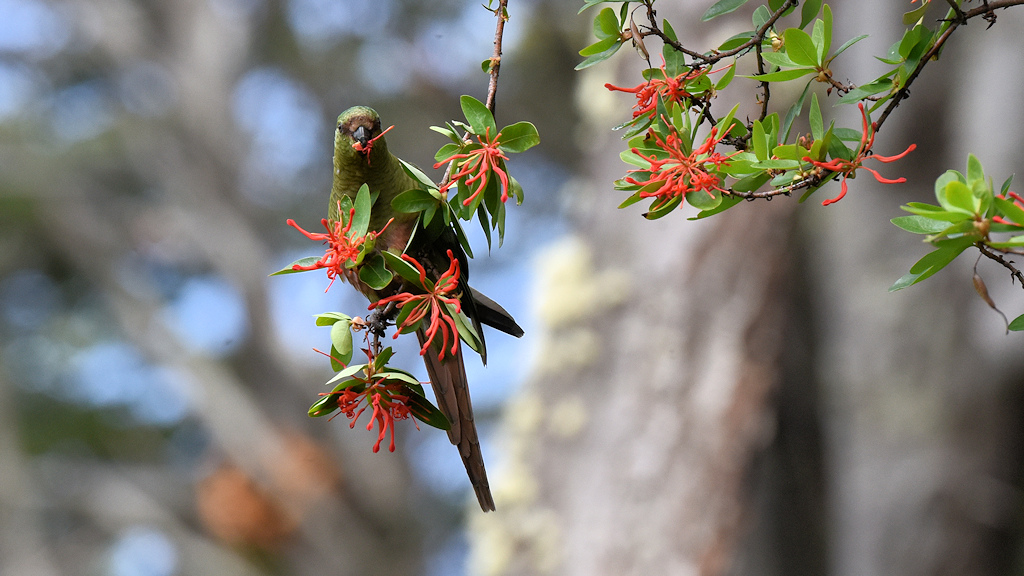 Smaragdsittich (Austral Parakeet)
Nationalpark Tierra del Fuego, Argentinien

s2560 Austral Parakeet 5032