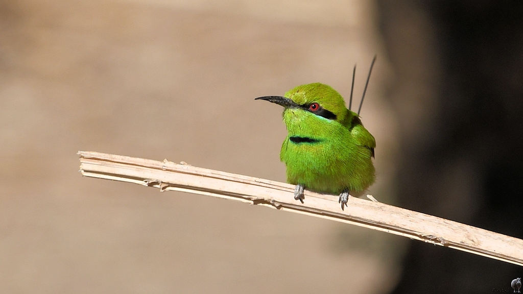 Smaragspint (Little green bee-eater)
in Delgo nähe Fähranleger

s737 Delgo Little Green Bee Eater 5206