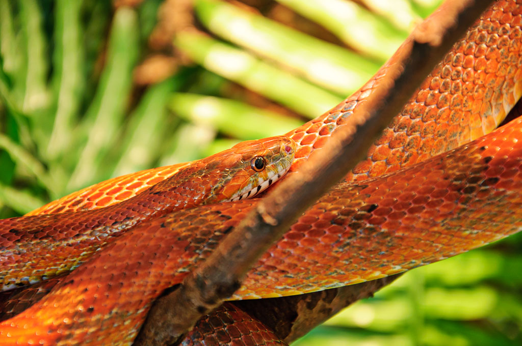 Snake2