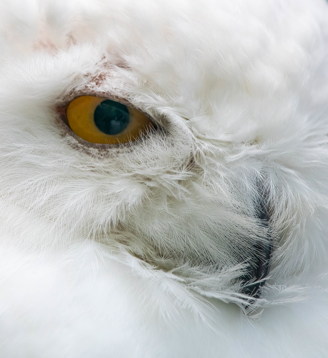 Snow Owl.jpg