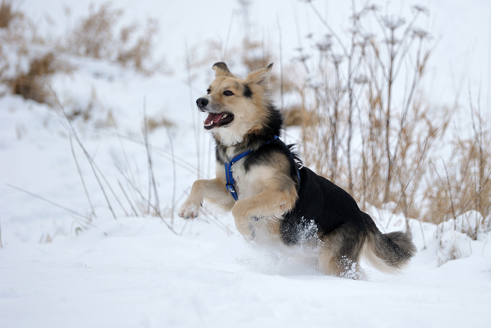 snowdog