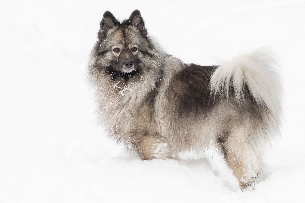 snowdoggie 2