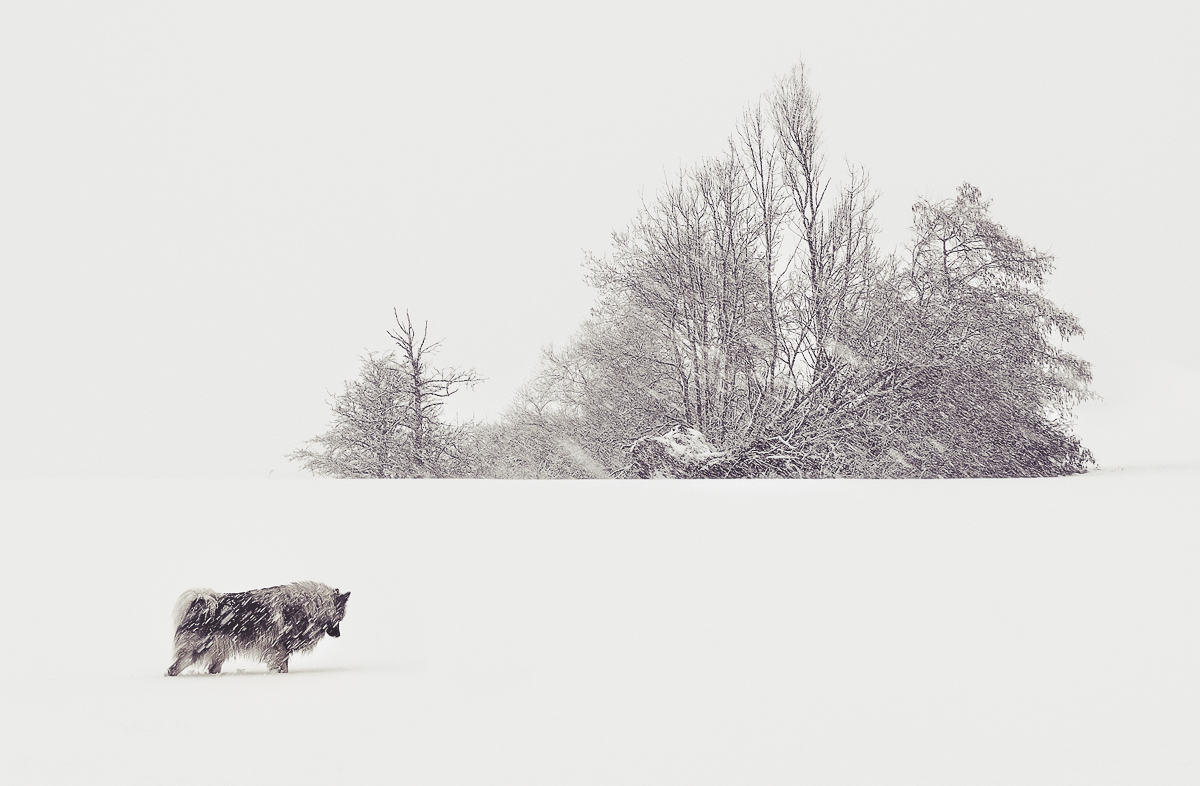 snowy.jpg