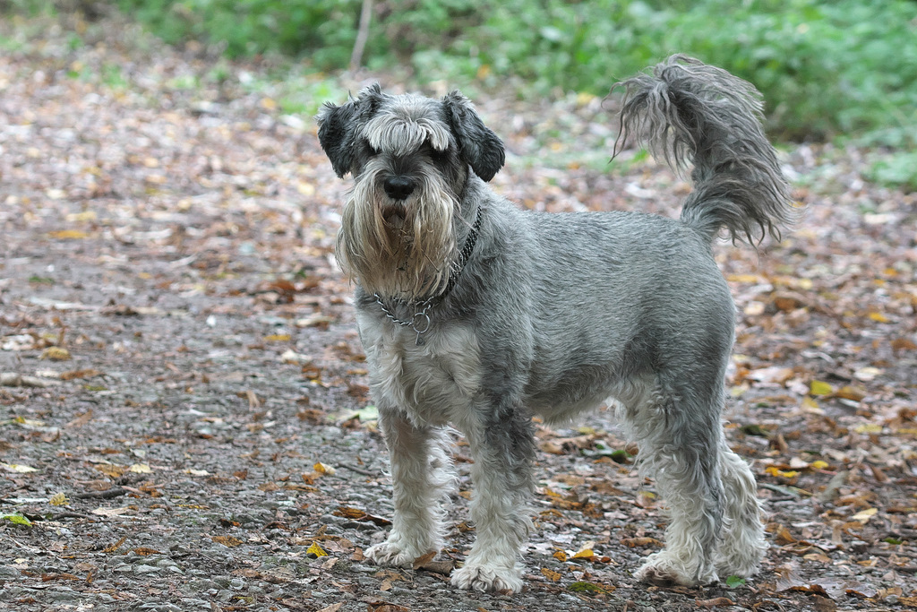 So ein Schnauzbart ist praktisch. Da passt viel rein - Lika