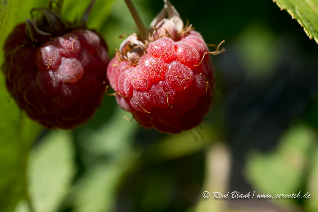 So schmeckt der Sommer ...