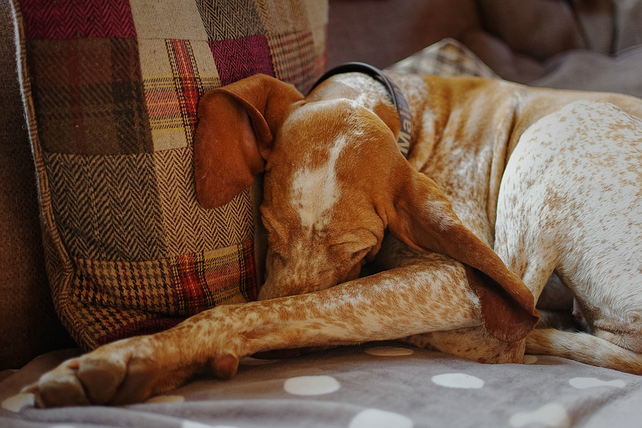 Sofaqueen