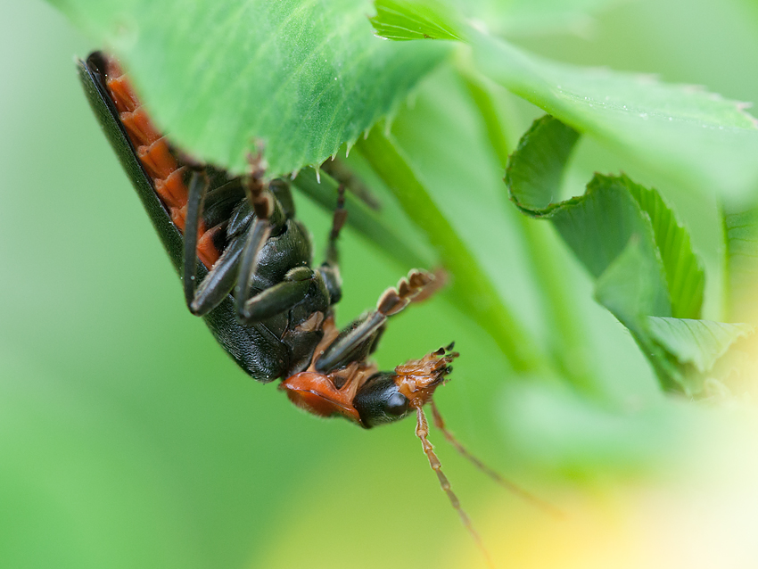 Soldatenkäfer 2012 05 27 01