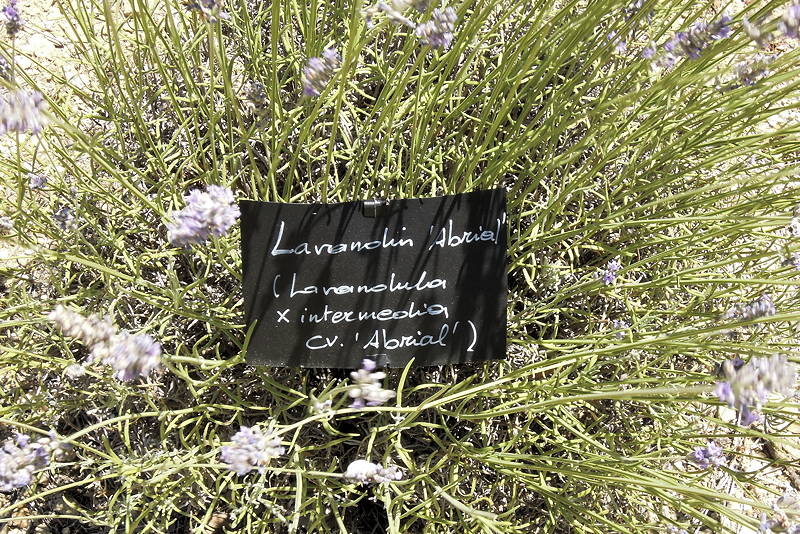 Sommer 2012 0118 low