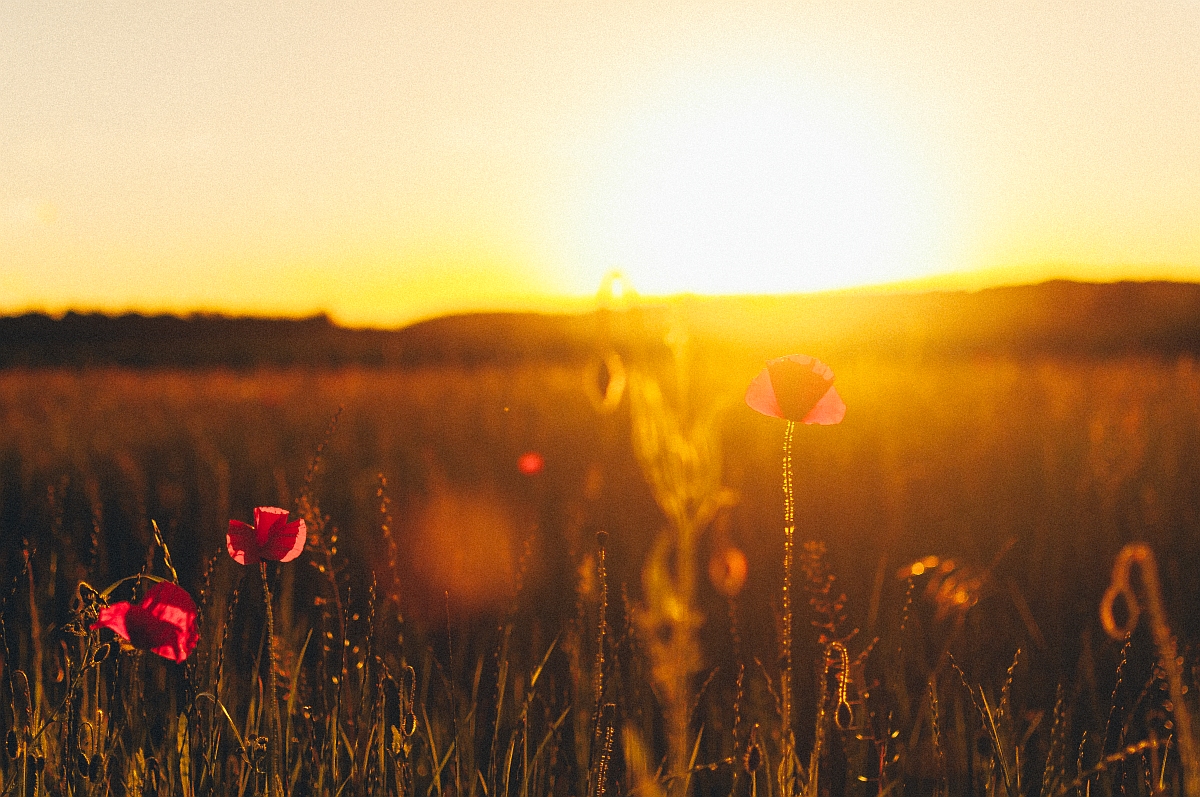 Sommer