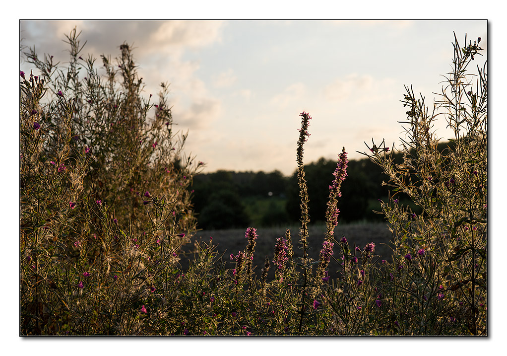 sommerabend2
