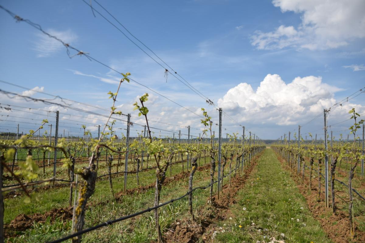 Sommerach - Hallburg - 2