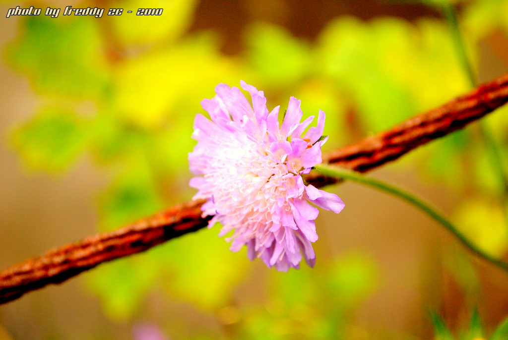 Sommerblume und Rostiges Stahlseil