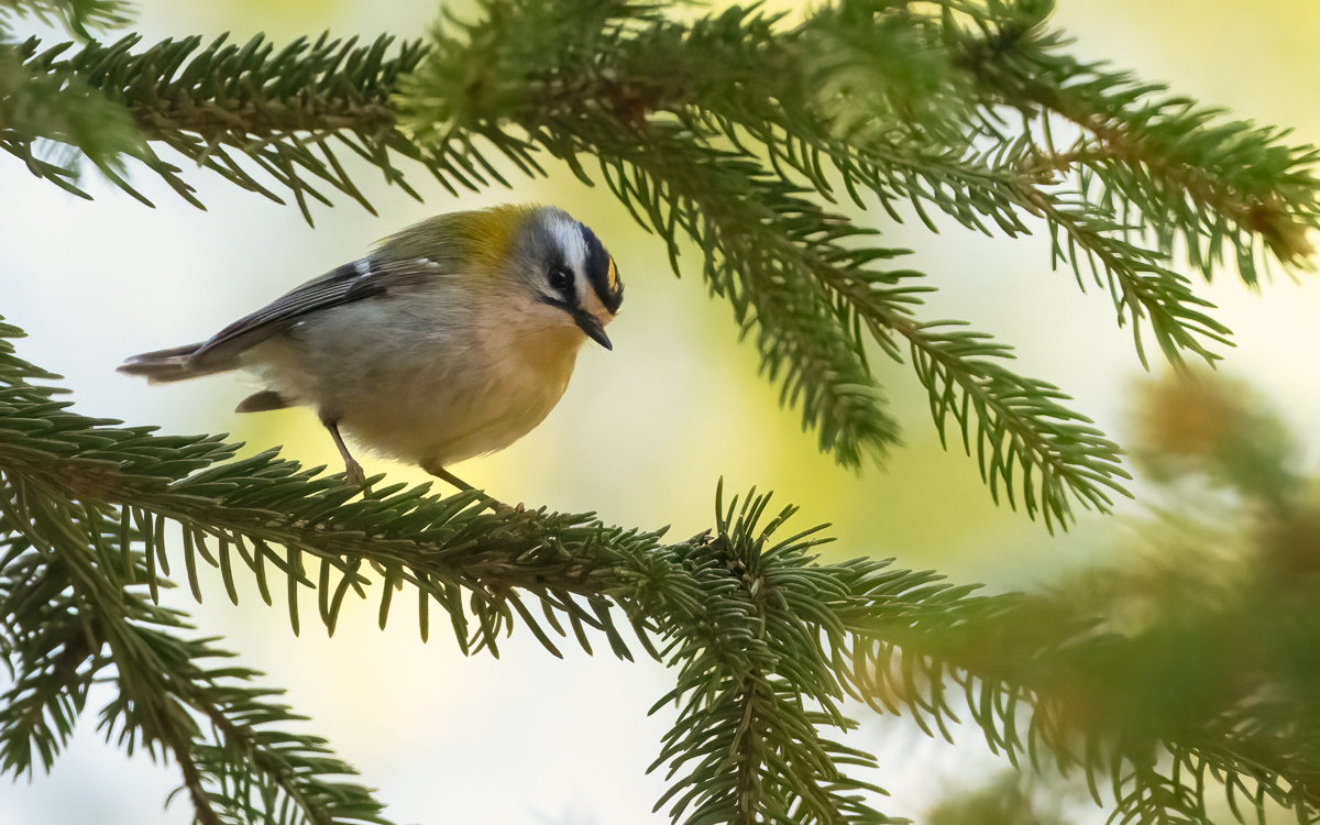 Sommergoldhähnchen2.jpg