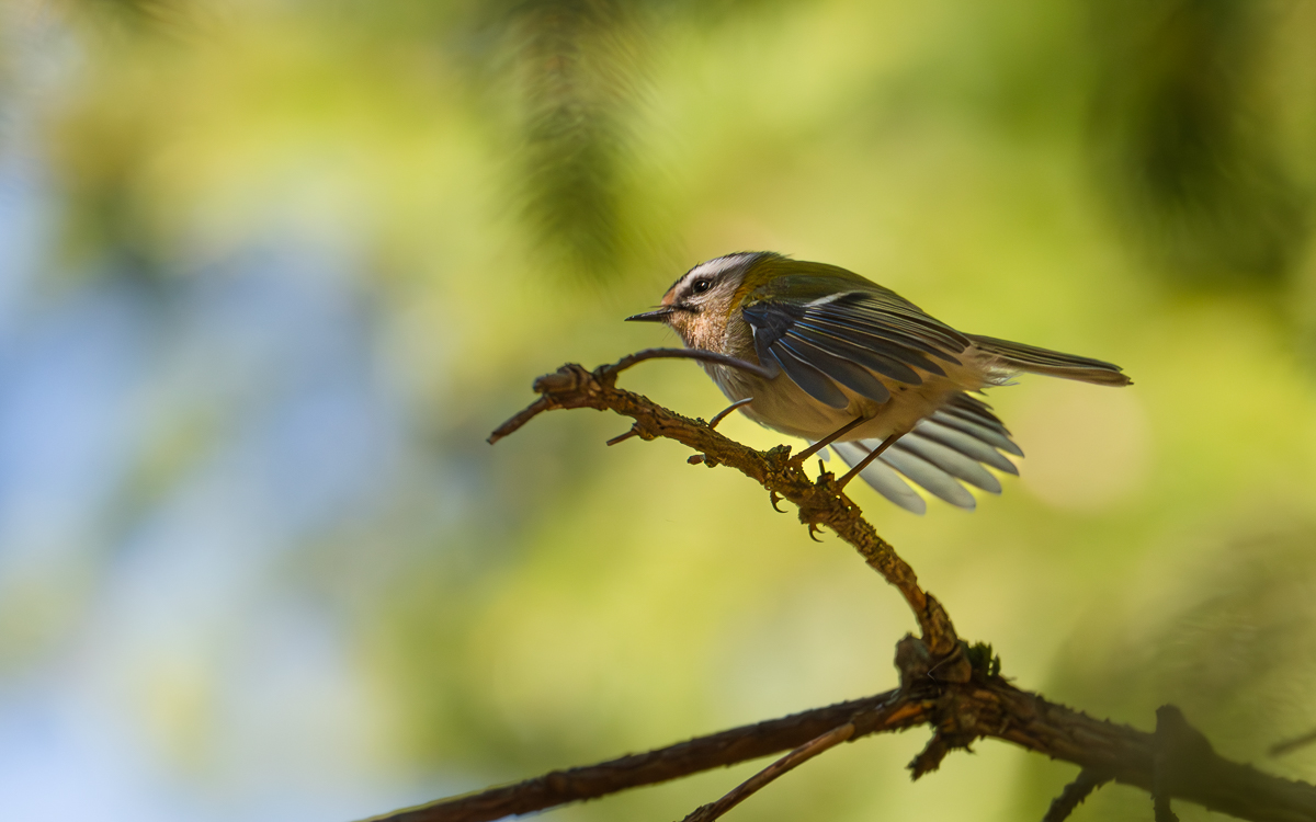 Sommergoldhähnchen3.jpg