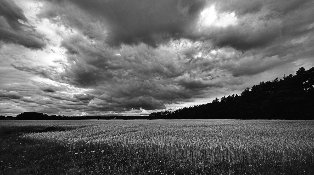 Sommerschauer BW.jpg