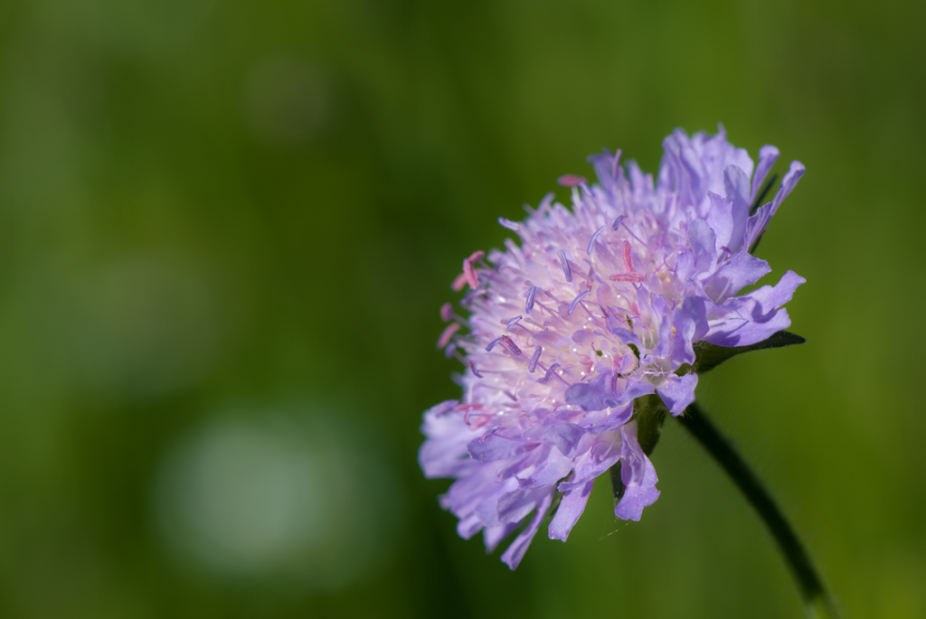 Sommertraum
