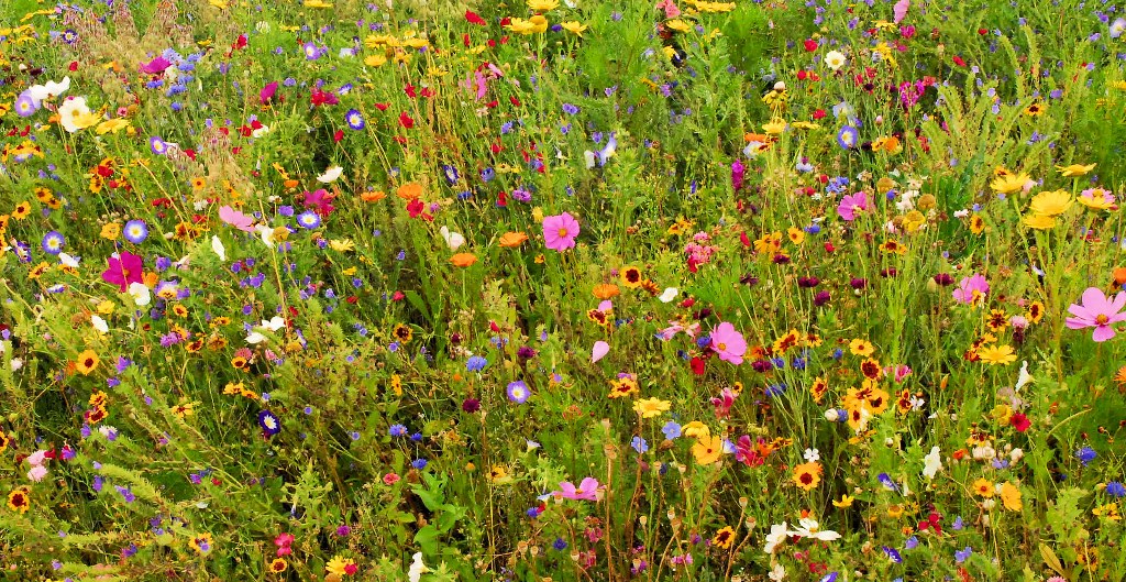 Sommerwiese von Menschenhand gesät