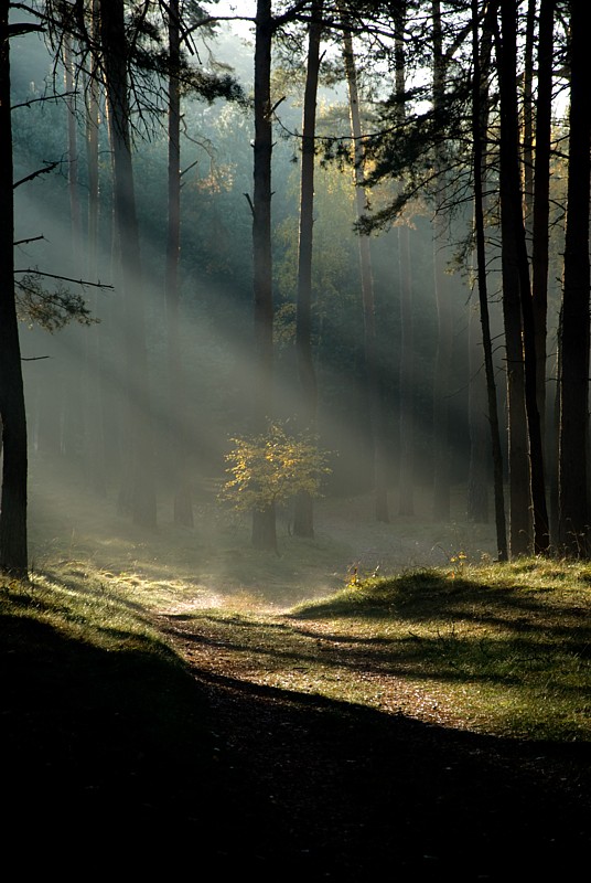 Sonne versus Nebel