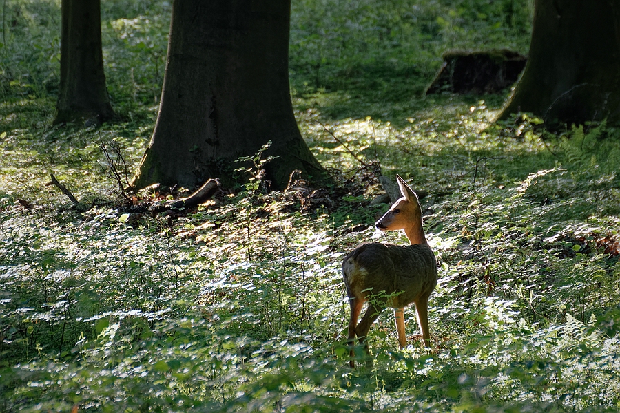 Sonnenanbeterin