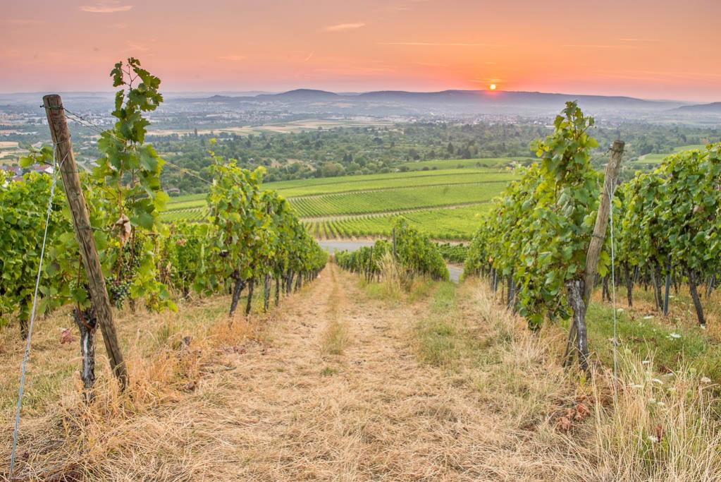 Sonnenaufgang im Sommer im Weinberg