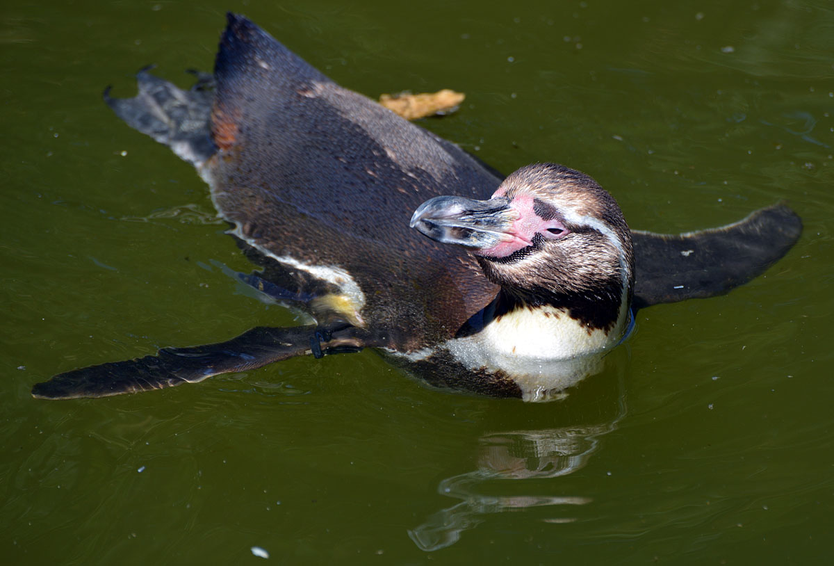 sonnenbaden pinguin